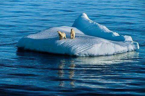 گیر افتادن دو خرس قطبی